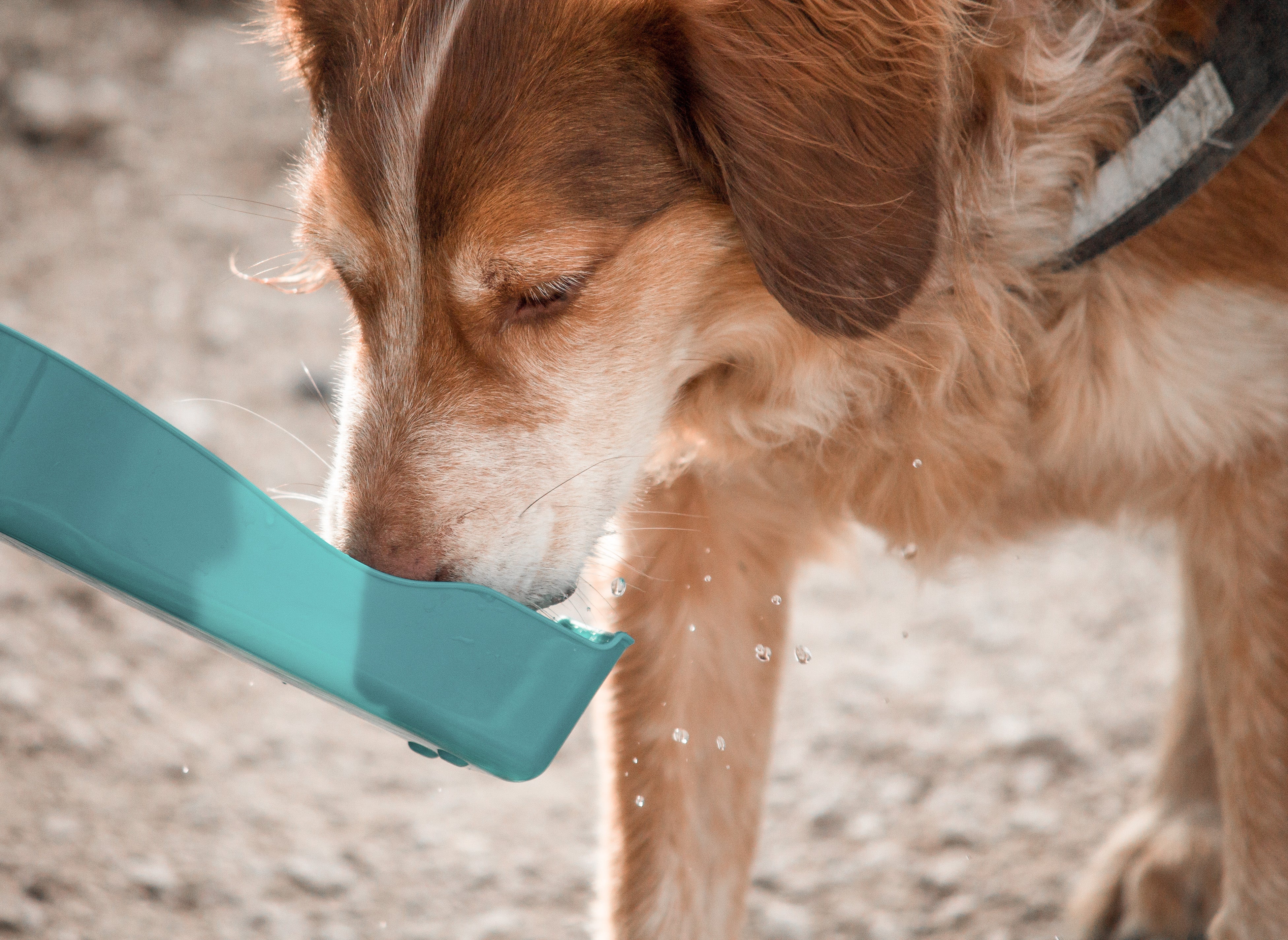 Affordable Pet Care Tips: Save Money, Love More