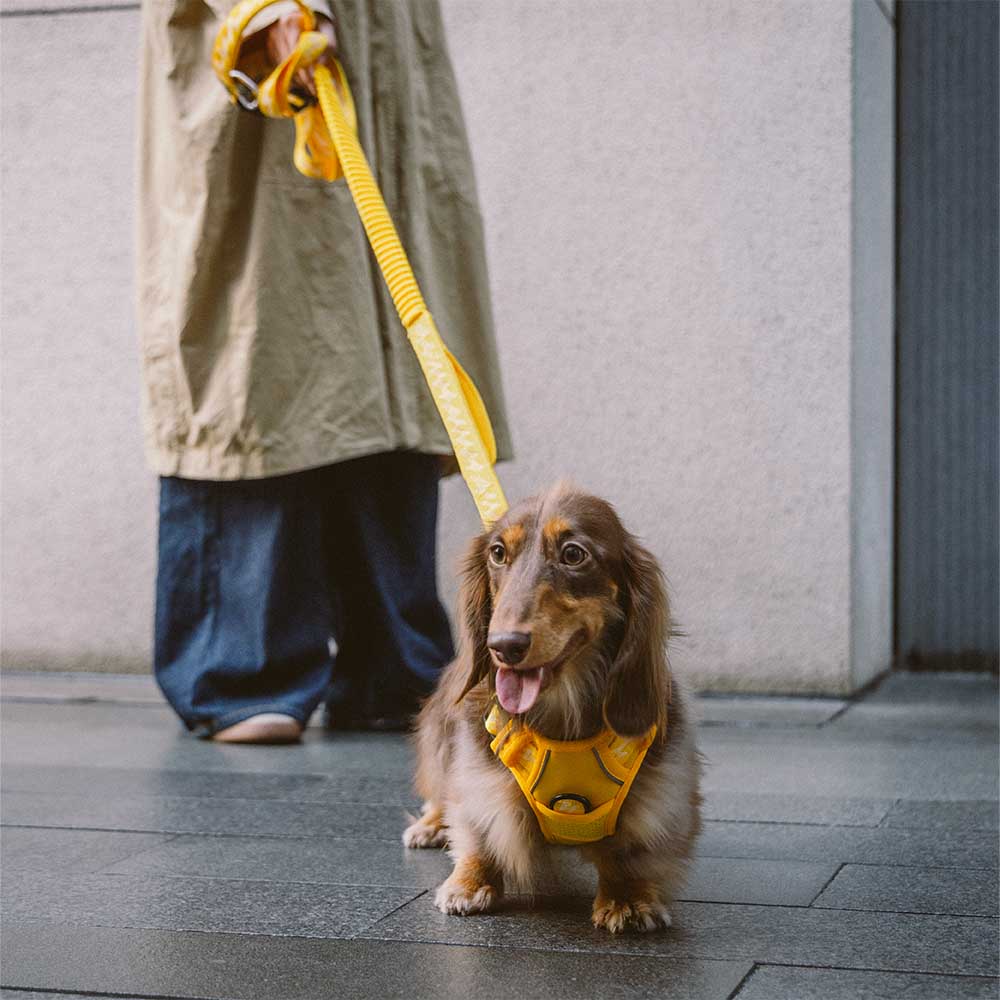 Reflective Adjustable Outdoor Dog Harness - Flexi Walker