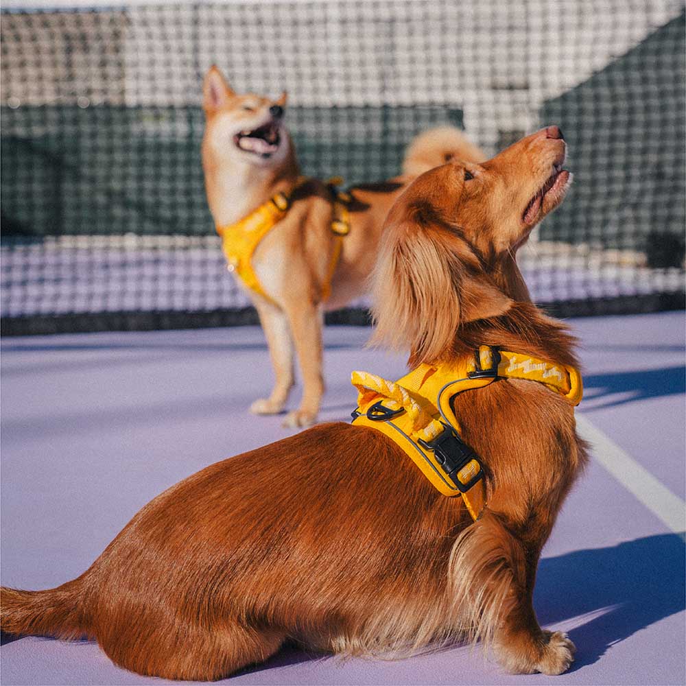 Reflective Adjustable Outdoor Dog Harness - Flexi Walker