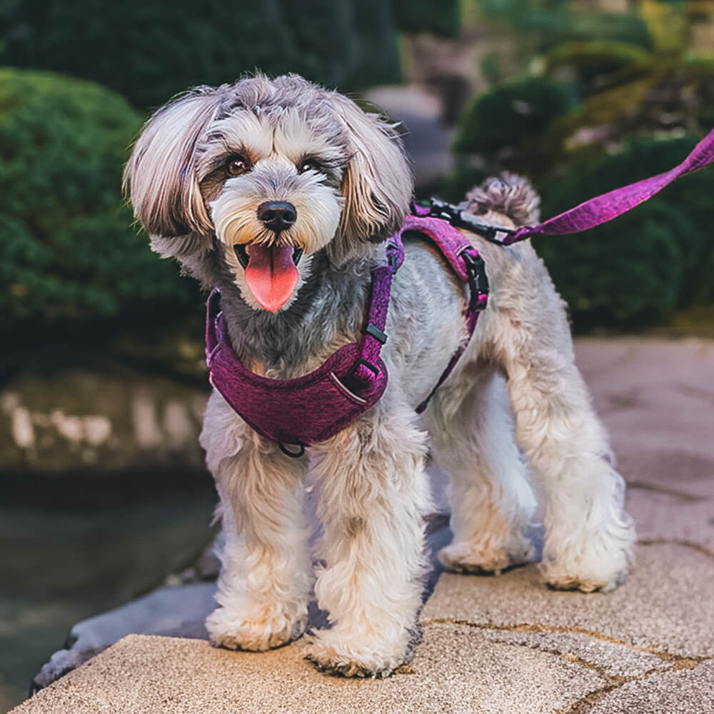 Recycled Fabric No-Pull Dog Harness/Lead