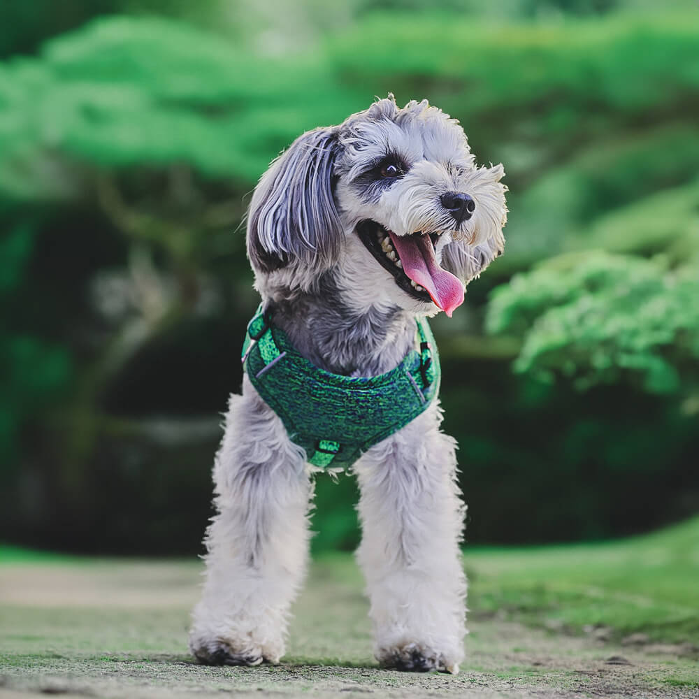 Recycled Fabric No-Pull Dog Harness/Lead